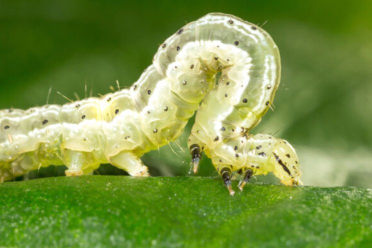 Rupsen bestrijden met nuttige nematoden Rupsen bestrijden met nuttige nematoden