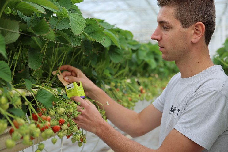 Nieuwe verpakking versterkt bladluisaanpak