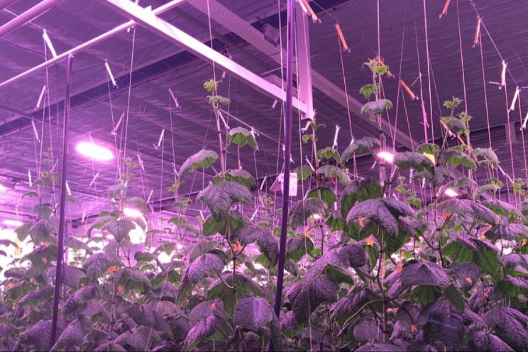 Komkommerteelt naar optimaal lichtspectrum Komkommerteelt naar optimaal lichtspectrum