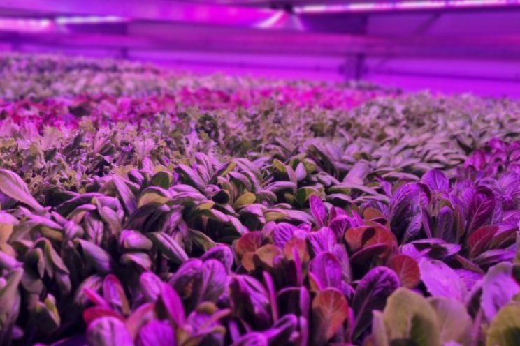 'Onze vertical farms zijn rendabel' 'Onze vertical farms zijn rendabel'