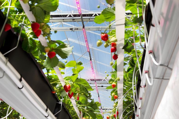 WUR bundelt kennis glastuinbouw met Ohio State University