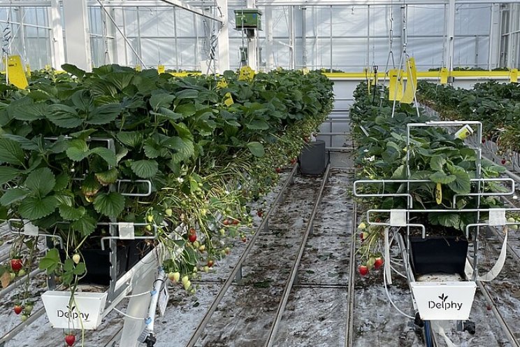 Aardbei onder controle Aardbei onder controle