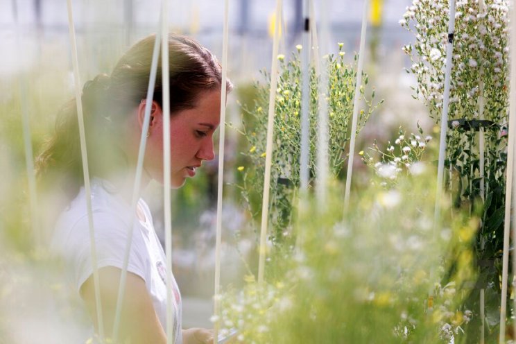 Omzetgroei Rijk Zwaan