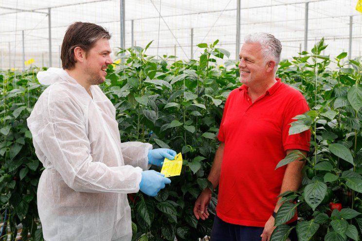Groene teelt paprika's bij Bos Kwekerijen