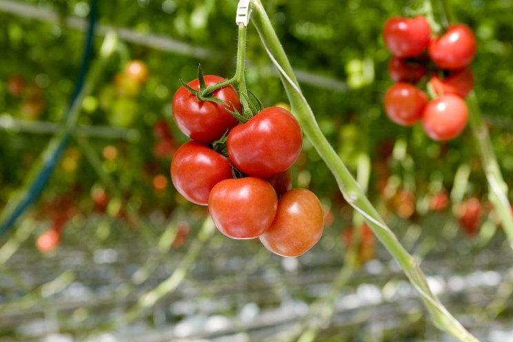 Etiketuitbreiding VACCIPLANT Etiketuitbreiding VACCIPLANT