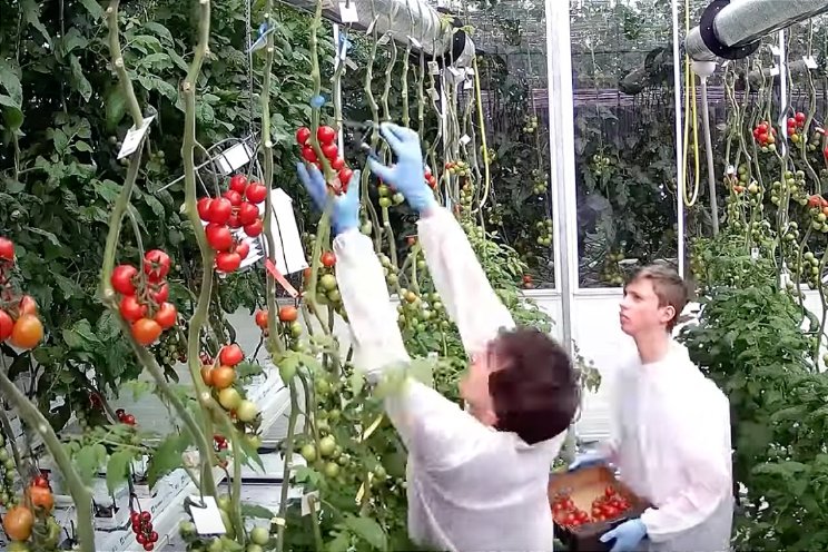 Tweede proef om tomaten ondersteboven te telen Tweede proef om tomaten ondersteboven te telen