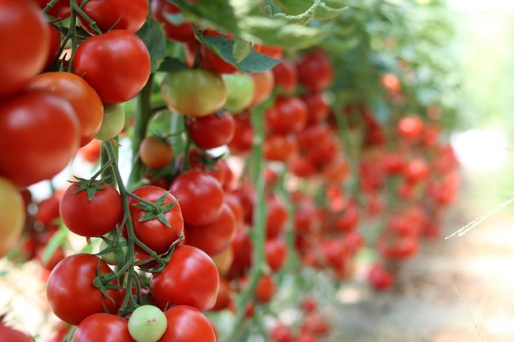 FVO lanceert Green Growing Expertise Center FVO lanceert Green Growing Expertise Center