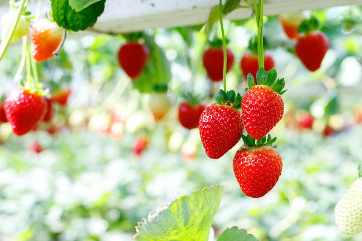 Autonome sturing Blue Radix voor aardbeienteelt