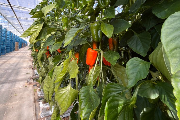 Tatayoyo in assortiment van Growers United Tatayoyo in assortiment van Growers United