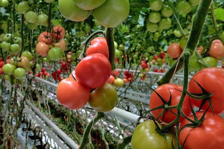 Lichtbenutting tomaat onder LED mogelijk lager