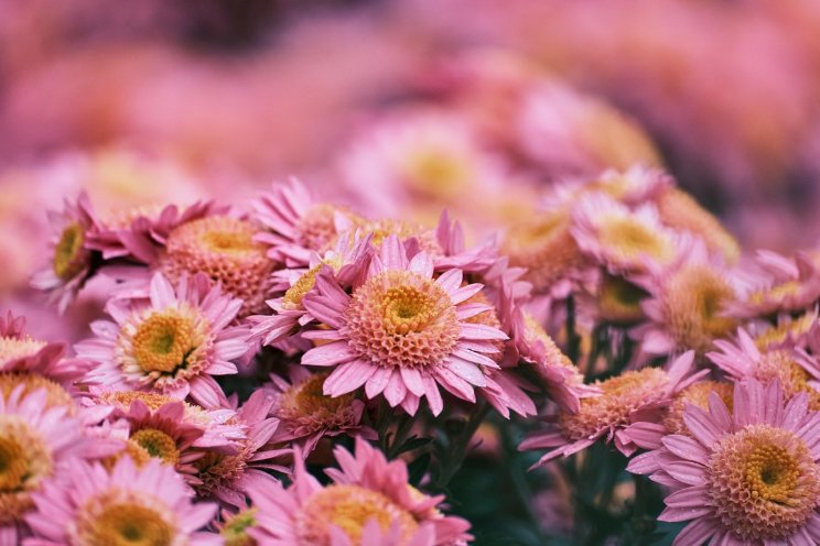 'Kans voor n�g duurzamer telen in Europa'