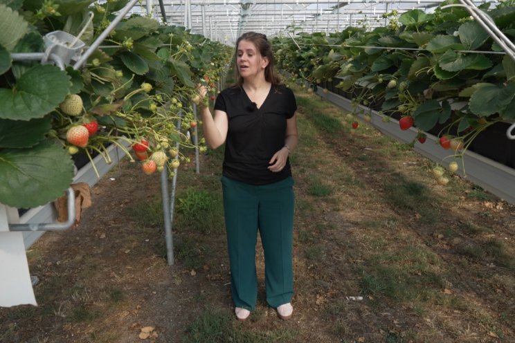 Aardbeienteler op RTL4 met innovatieve UV-robot