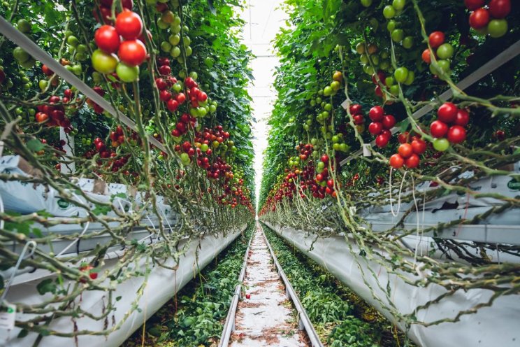 Areaal belangrijkste glasgroenten gestegen Areaal belangrijkste glasgroenten gestegen