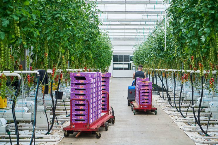 Valk trots op verse troscherrytomaten
