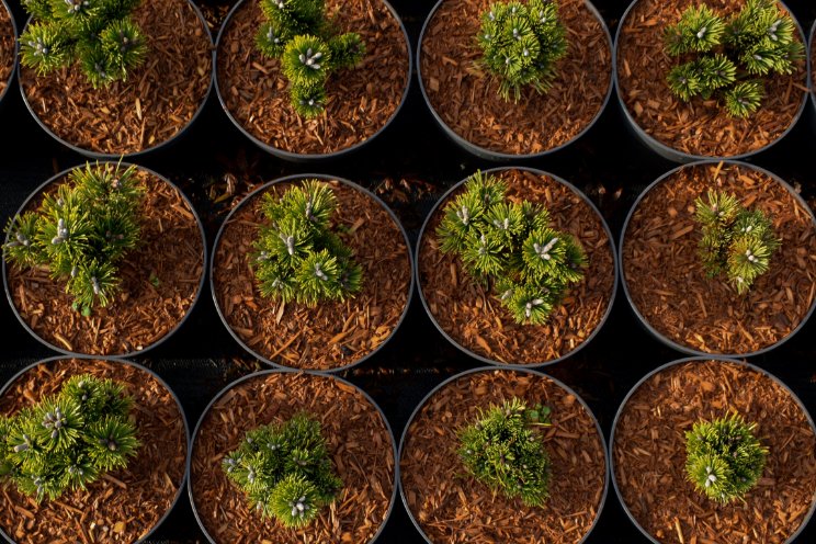 Van resthout tot vaste waarde in Containermulch
