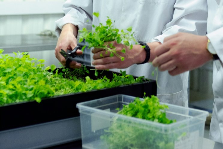 Onderzoek gestart naar natuurlijke insecticiden