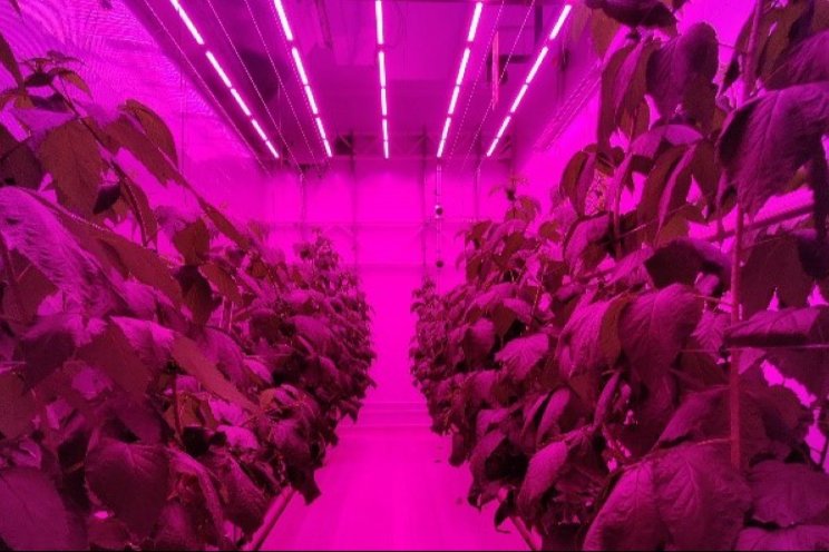 Framboos en vertical farming veelbelovend Framboos en vertical farming veelbelovend