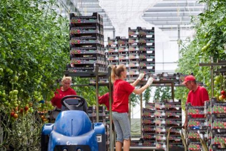 Waar zijn de Nederlandse tomaten gebleven? Waar zijn de Nederlandse tomaten gebleven?