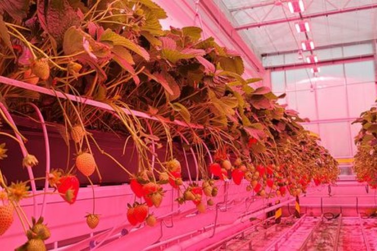 Naar fossielvrije jaarrond aardbeienteelt Naar fossielvrije jaarrond aardbeienteelt