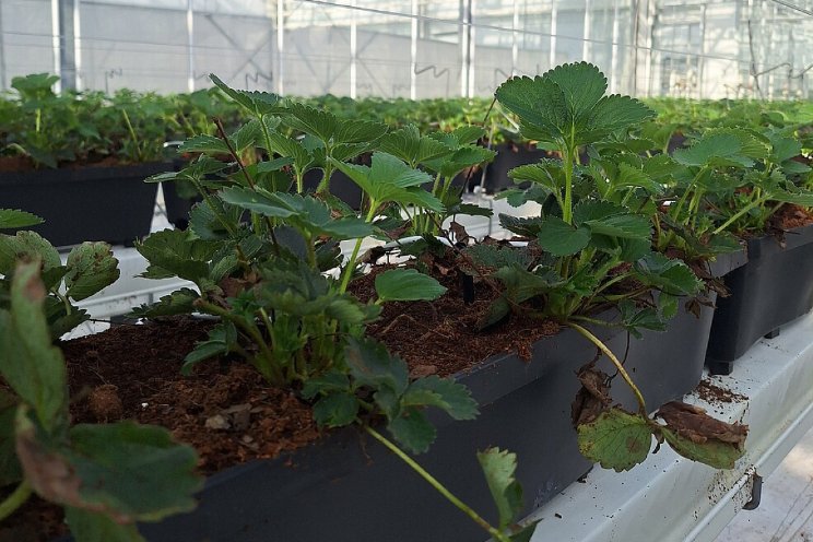 EcoNutri-project start met proeven in aardbei