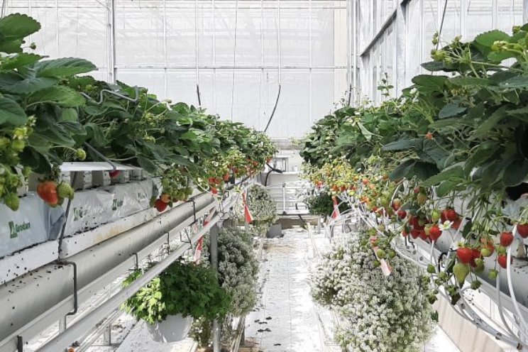 Herontwerp voor opkweek en productie aardbeien Herontwerp voor opkweek en productie aardbeien