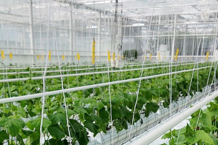 Zuiniger met CO2 en toch meer productie?