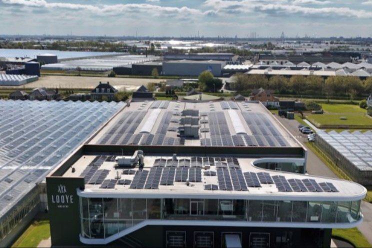 Zonnepanelen op verpakhal Looye Kwekers Zonnepanelen op verpakhal Looye Kwekers