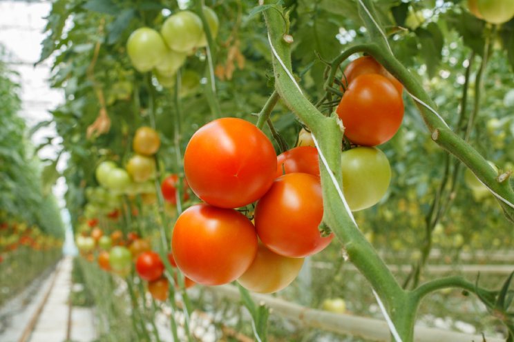 Meer tomaten dankzij nanobubbles in water