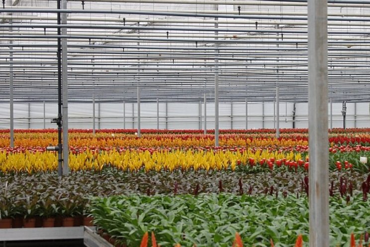 LED-transitie in teelten met lage lichtbehoefte