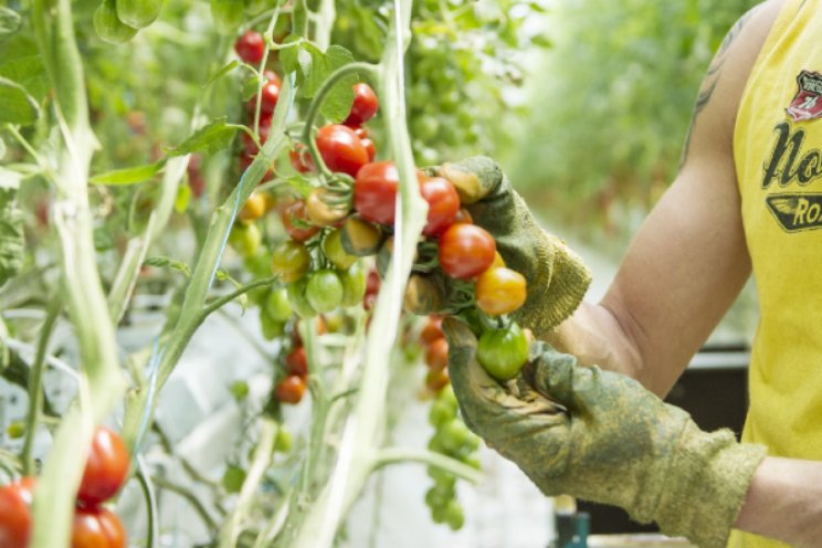 Werk- en huurcontract worden straks gescheiden Werk- en huurcontract worden straks gescheiden