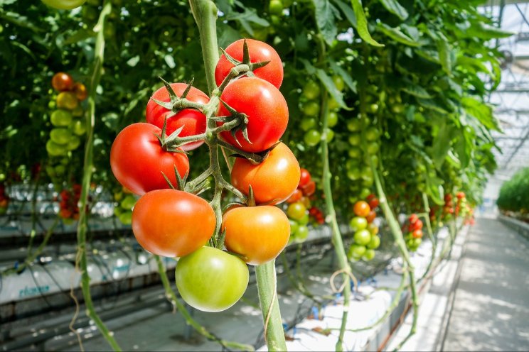 Agf-sector presenteert FreshProducePEFCR Agf-sector presenteert FreshProducePEFCR