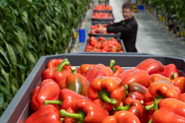 In 2022 6,4% minder glasgroentebedrijven