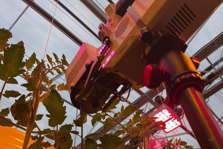 Nieuwe inzichten over lichtbenutting tomaat