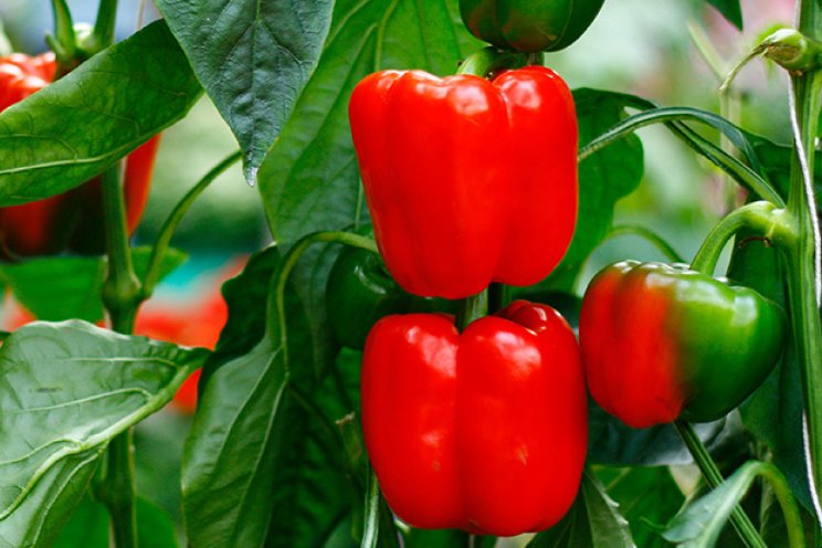 Bladluisbestrijding in paprika onder druk?