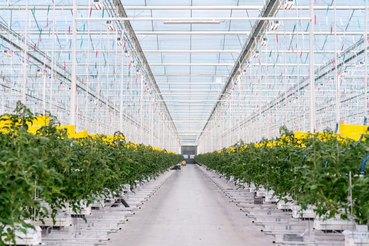 Stolze helpt Lans op nieuwe teeltlocatie in Dinteloord Stolze helpt Lans op nieuwe teeltlocatie in Dinteloord