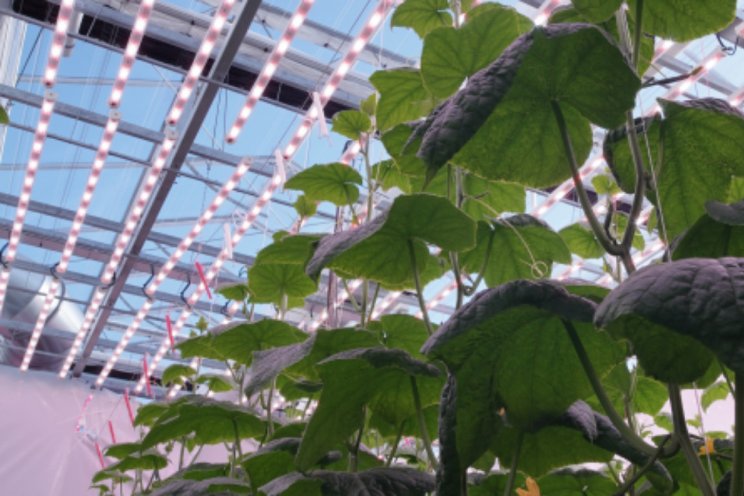 Effecten rood en wit licht op komkommerteelt Effecten rood en wit licht op komkommerteelt