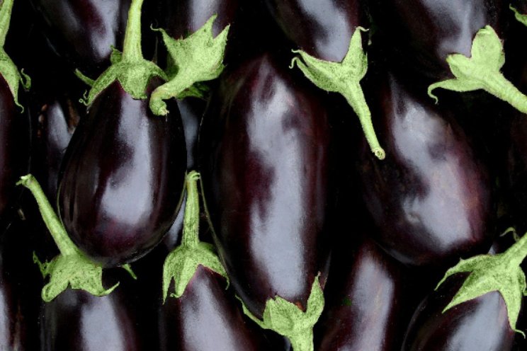 Aubergines gedijen goed onder low_ε glas