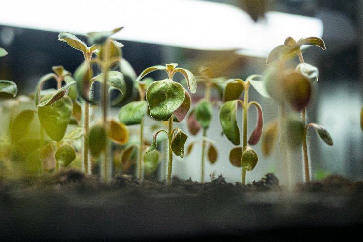 Internationaal onderzoek naar snellere veredeling klimaatbestendige gewas