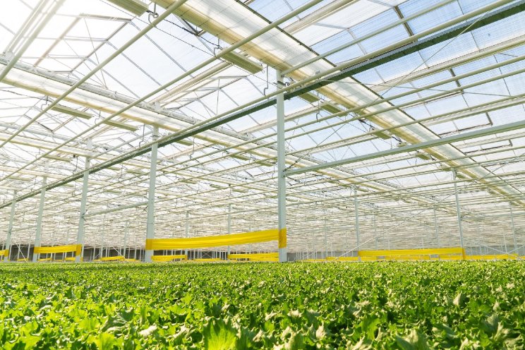 Havecon bouwt hightech kas voor bladgroenten