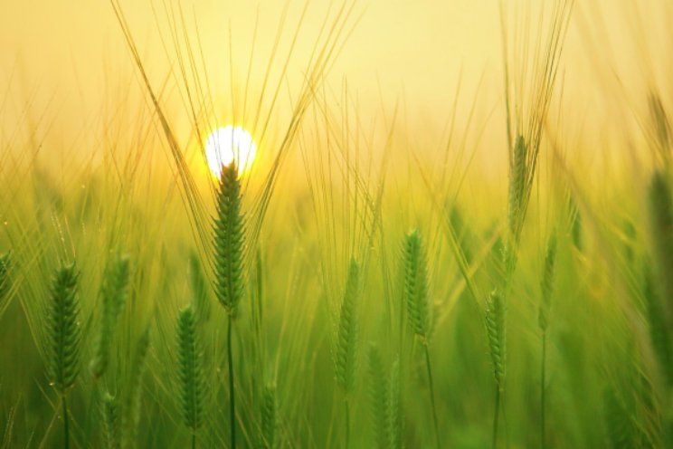 Vangnet: Natuurpositieve voedselsystemen Vangnet: Natuurpositieve voedselsystemen