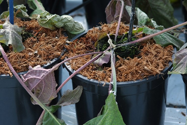 Phytophthora van dreiging naar beheersbaar risico