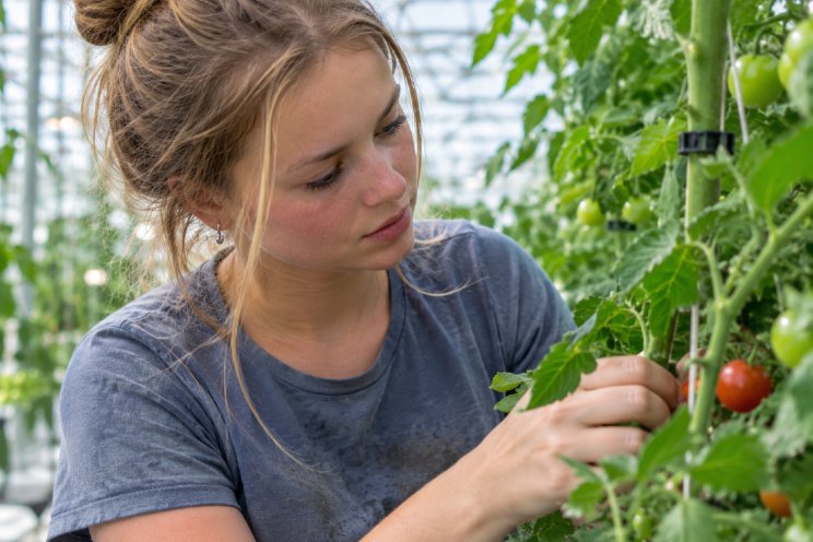 Stijgend verzuim: hoogste percentage in groenten