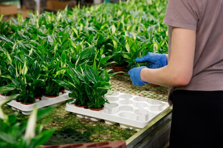 Rekenstandaard impact milieu op potten en trays Rekenstandaard impact milieu op potten en trays