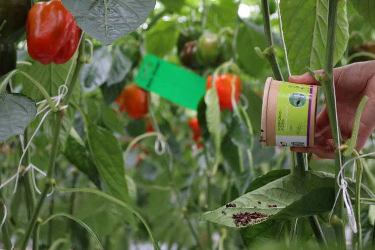 Vespiformis-System pakt bladtrips doeltreffend aan Vespiformis-System pakt bladtrips doeltreffend aan