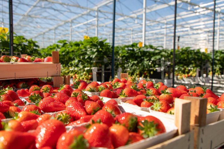 Havecon bouwt hightech aardbeienkas Royal Berry