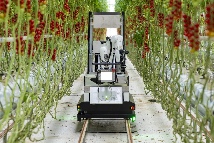 Robot Artemy oogst troscherrytomaten Robot Artemy oogst troscherrytomaten