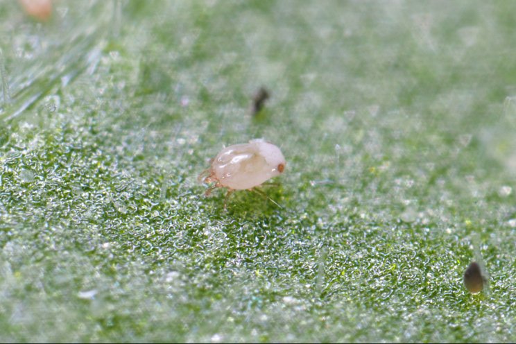 Feedamite: snellere opbouw van populatie roofmijten