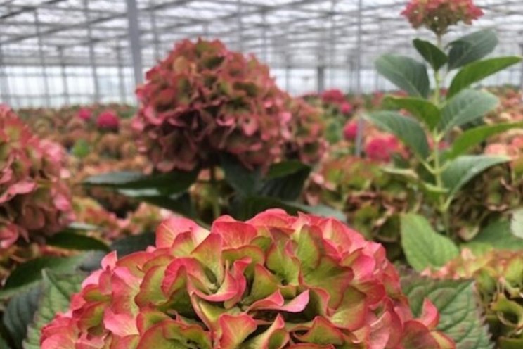 Gespot: Hortensia