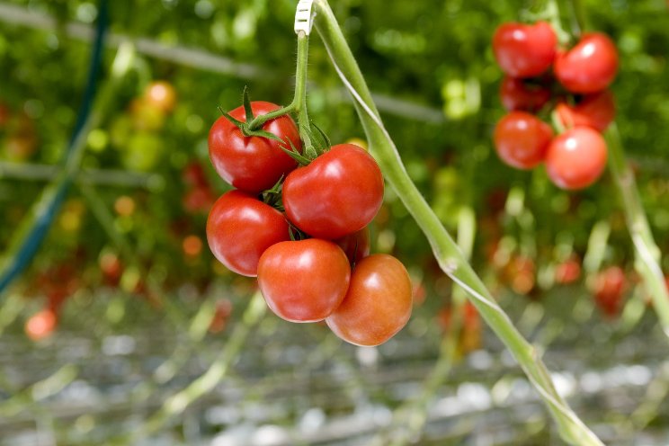 Tomaten telen in woestijn