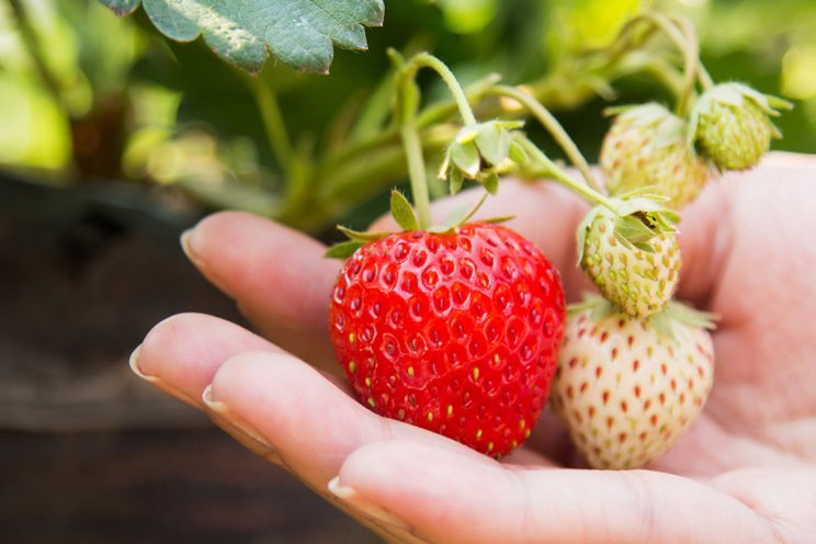 Bluestim helpt aardbeien met stress